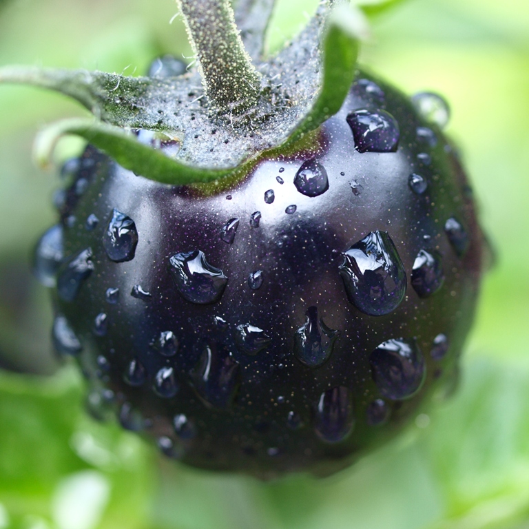 Black Tomato หรือ มะเขือเทศสีดำ