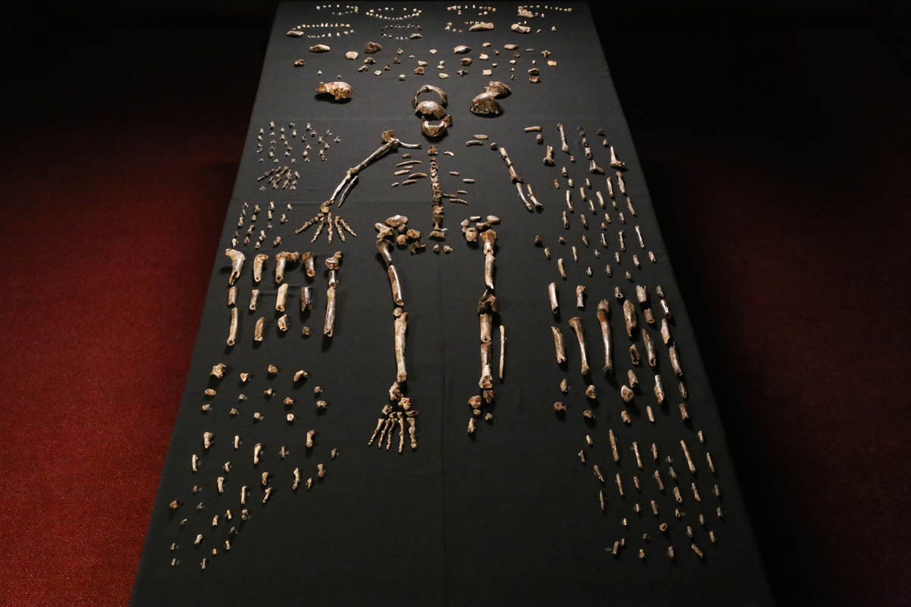 Homo-Naledi-skeleton